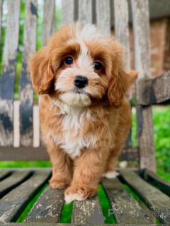 Photo №4. I will sell non-pedigree dogs in the city of Karlovy Vary. breeder - price - negotiated