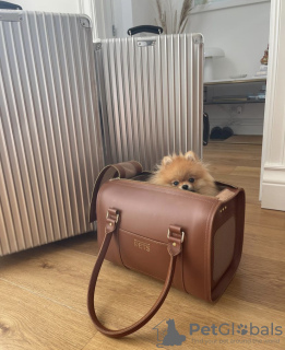 Photo №2 to announcement № 105051 for the sale of pomeranian - buy in Finland private announcement