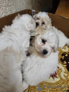 Photo №3. Bichon Frisé Welpen WhatsApp 44 7453 907158. Germany