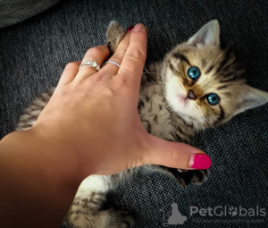 Photo №4. I will sell scottish fold in the city of Minsk.  - price - 60$