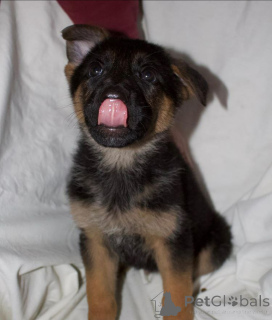 Photo №1. non-pedigree dogs - for sale in the city of Glasgow | 800$ | Announcement № 138808