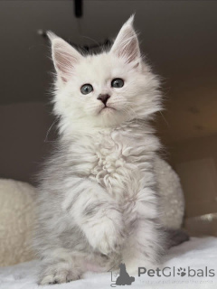 Photo №2 to announcement № 157085 for the sale of maine coon - buy in United Kingdom 