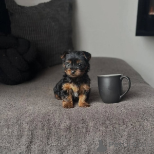 Photo №2 to announcement № 173558 for the sale of yorkshire terrier - buy in Germany breeder