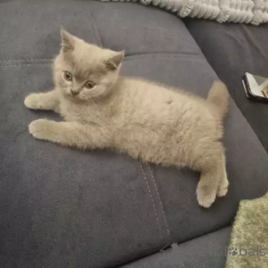 Photo №2 to announcement № 167272 for the sale of scottish fold - buy in Germany private announcement