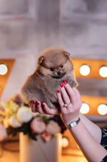 Photo №1. pomeranian - for sale in the city of St. Petersburg | 806$ | Announcement № 3843