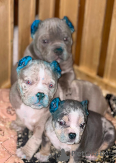 Photo №1. american bully - for sale in the city of Colorado Springs | 2000$ | Announcement № 81428
