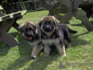 Photo №1. german shepherd - for sale in the city of Achenkircch | negotiated | Announcement № 168305