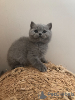 Photo №4. I will sell british shorthair in the city of Калифорния. private announcement - price - 350$