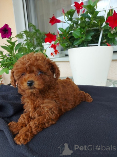 Photo №1. poodle (toy) - for sale in the city of Belgrade | negotiated | Announcement № 156001