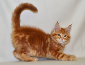 Photo №4. I will sell maine coon in the city of Krivoy Rog. from nursery - price - 756$