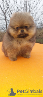 Photo №3. Pomeranian Spitz (male and female) FCI. Ukraine