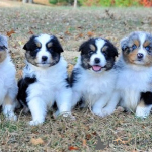 Photo №1. australian shepherd - for sale in the city of Al Dhaid | 438$ | Announcement № 13809