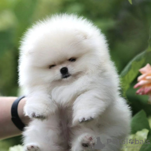 Photo №4. I will sell pomeranian in the city of Berlin. private announcement - price - 380$