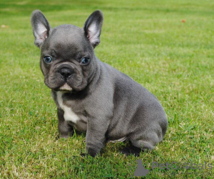 Photo №1. french bulldog - for sale in the city of Aschaffenburg | 317$ | Announcement № 70870