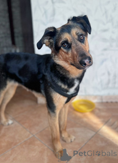 Photo №3. A wonderful, affectionate young dog, Klepa, is looking for a home.. Russian Federation