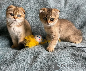 Photo №3. male and female Scottish Fold kittens. United Kingdom