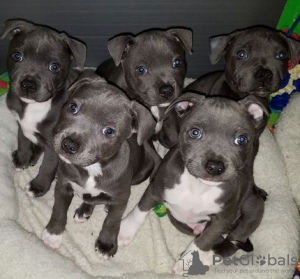 Photo №1. american staffordshire terrier - for sale in the city of Southampton | 740$ | Announcement № 75570