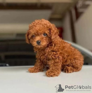 Photo №2 to announcement № 45233 for the sale of poodle (royal) - buy in Slovakia private announcement