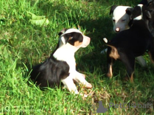 Photo №2 to announcement № 148562 for the sale of border collie - buy in Germany breeder