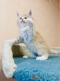 Photo №1. maine coon - for sale in the city of Zossen | 423$ | Announcement № 125704