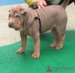 Photo №4. I will sell shar pei in the city of St. Petersburg. private announcement - price - 828$