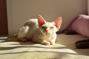 Photo №2 to announcement № 1836 for the sale of devon rex - buy in Russian Federation breeder