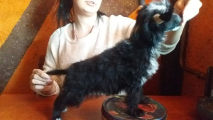 Photo №3. Handsome guy, Documents KSU FCI. Ukraine