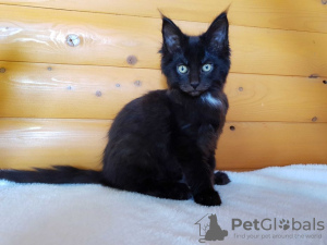 Additional photos: Black Maine Coon kitten with a white medallion