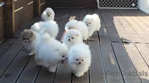 Photo №1. pomeranian - for sale in the city of Kursk | 728$ | Announcement № 10839