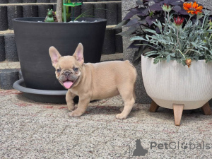 Photo №1. french bulldog - for sale in the city of Bremen | negotiated | Announcement № 157582