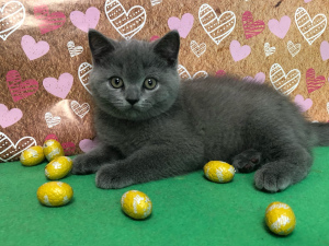 Photo №2 to announcement № 6324 for the sale of british shorthair - buy in Russian Federation private announcement, from nursery, breeder