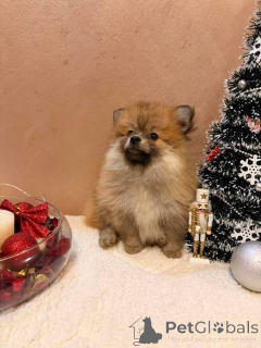 Photo №1. pomeranian - for sale in the city of New Garden | 206$ | Announcement № 160636