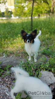 Photo №3. Papillon puppy. FCI. Canada