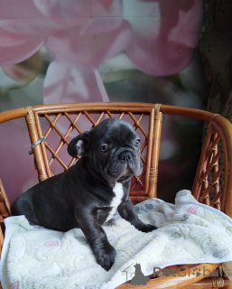 Photo №1. french bulldog - for sale in the city of Minsk | 645$ | Announcement № 162355