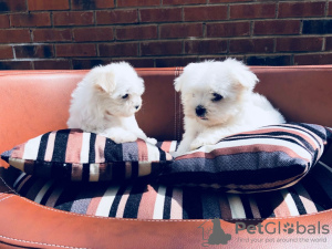 Photo №1. maltese dog - for sale in the city of Брисбен | Is free | Announcement № 92428