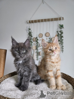 Photo №1. maine coon - for sale in the city of Brno | negotiated | Announcement № 177873