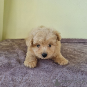 Photo №3. Hi, our names are Mike and Sheila. Finland