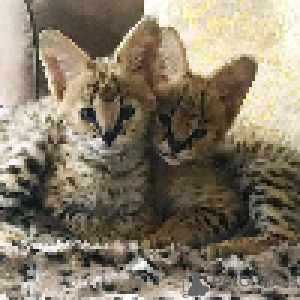 Photo №3. Newborn Savannah F1 kittens for sale, Africa Serval kittens for adoption. Austria