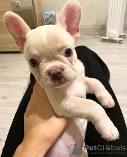 Photo №1. french bulldog - for sale in the city of Texas City | 750$ | Announcement № 87222