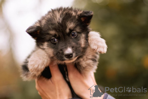 Photo №2 to announcement № 82449 for the sale of non-pedigree dogs - buy in Russian Federation private announcement