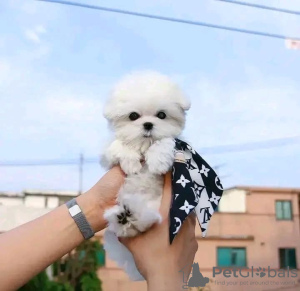 Photo №4. I will sell maltese dog in the city of Hamilton. breeder - price - 250$