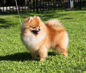 Photo №1. pomeranian - for sale in the city of Москва | 938$ | Announcement № 2599