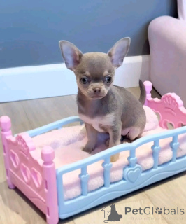 Photo №3. Chihuahua puppies for rehoming. United States