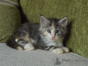 Photo №1. norwegian forest cat - for sale in the city of Брисбен | Is free | Announcement № 106394