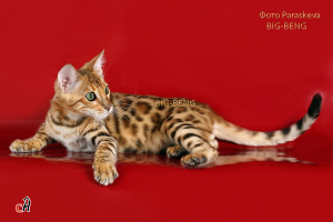 Additional photos: Bengal cat
