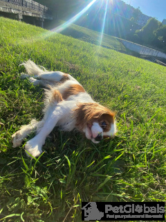 Photo №1. Mating service - breed: cavalier king charles spaniel. Price - negotiated