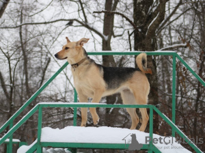 Photo №1. non-pedigree dogs - for sale in the city of Москва | Is free | Announcement № 10778