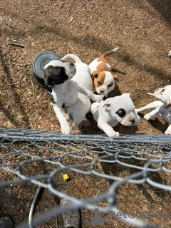 Photo №2 to announcement № 138994 for the sale of american bulldog - buy in United States breeder