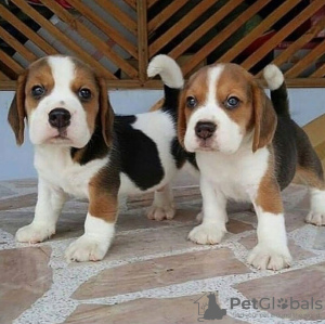 Photo №4. I will sell beagle in the city of Freiburg im Breisgau. private announcement - price - 397$