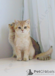 Photo №4. I will sell british shorthair in the city of Zaporizhia. breeder - price - 700$